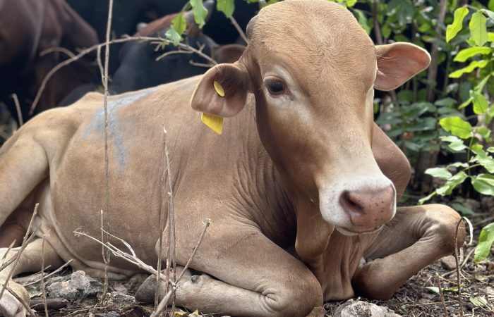 Kurban Kopie Kurban Kopie